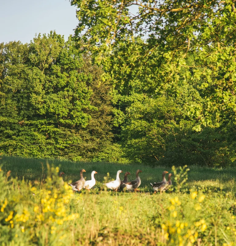 Étang et nature sur la propriété de la Mazure