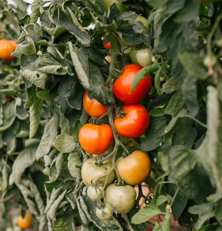 Potager et pôle maraîcher bio du Château de la Mazure